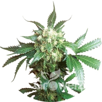 Black Domina Fem.